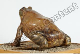 Bullfrog Rana catesbeiana 0041